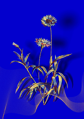 Prismatic Blue Cornflowers
