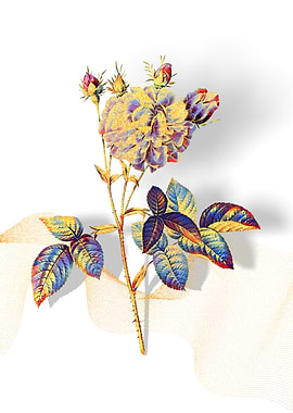 Prismatic Agatha Rose