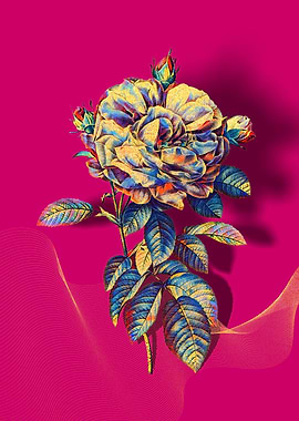 Prismatic French Rose