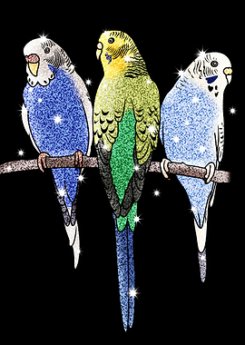 Budgerigar