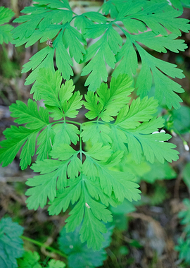 A different kind of Fern