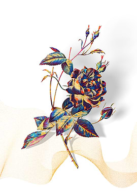 Prismatic Bengal Rose