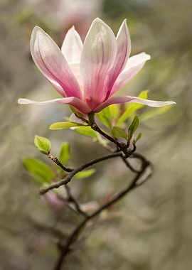 When the spring comes