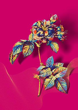 Prismatic Francfort Rose