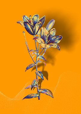 Prismatic Bulbous Lily