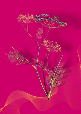 Prismatic Blooming Fennel