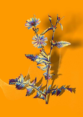 Prismatic Chicory Plant