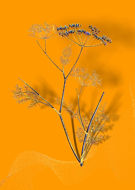 Prismatic Blooming Fennel