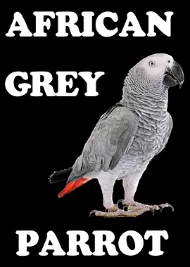 Grey Parrot Africa