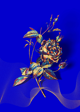 Prismatic Bengal Rose