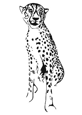 Sitting Cheetah