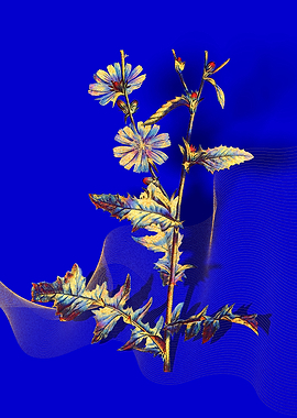 Prismatic Chicory Plant