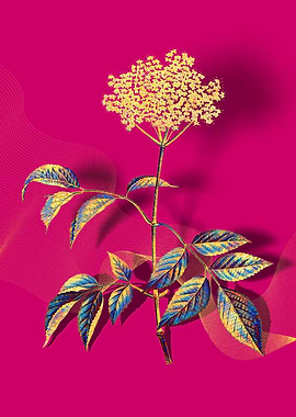 Prismatic Elderflower Tree