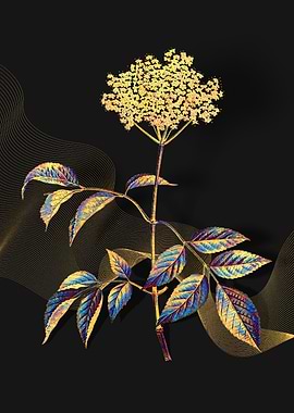 Prismatic Elderflower Tree