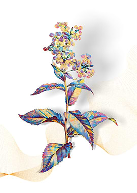 Prismatic Gillyflower