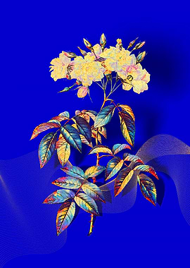 Prismatic Musk Roses