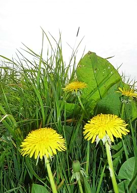 Dutch Meadow Close Up 1