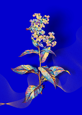 Prismatic Gillyflower