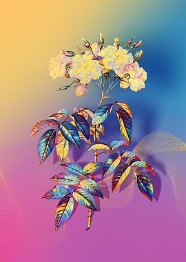 Prismatic Musk Roses