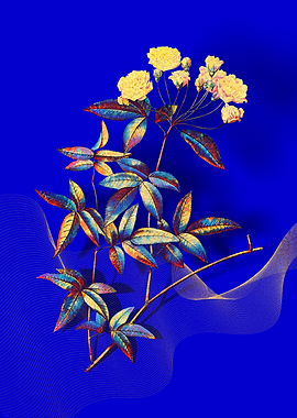 Prismatic Lady Banks Rose