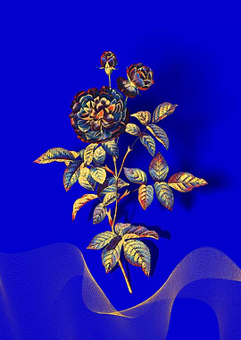 Prismatic 100 Leaved Rose