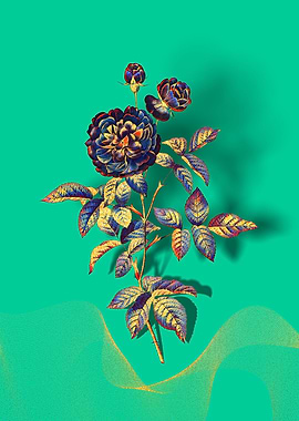 Prismatic 100 Leaved Rose