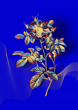 Prismatic Portland Rose