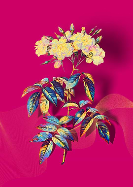 Prismatic Musk Roses