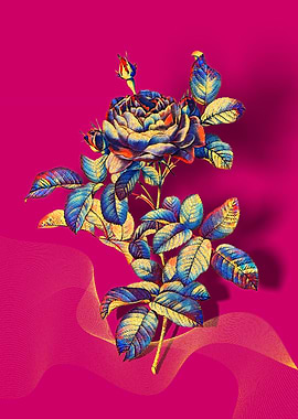 Prismatic Gallic Rose