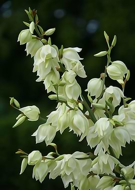 Cream Yucca Plant