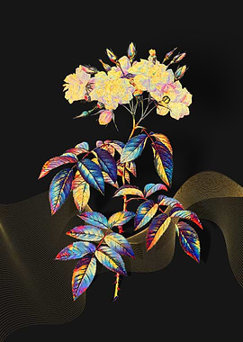 Prismatic Musk Roses