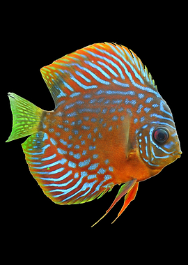 Discus Fish