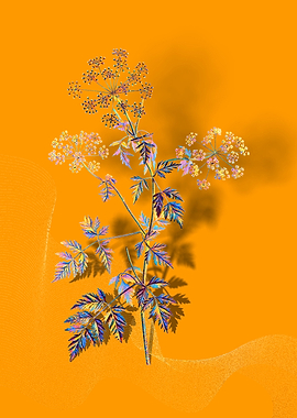 Prismatic Hemlock Flowers