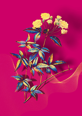 Prismatic Lady Banks Rose