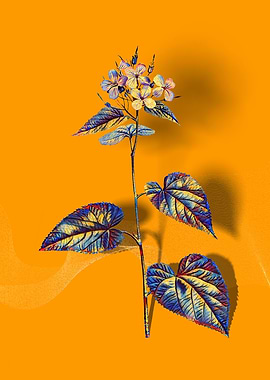 Prismatic Morning Glory