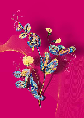 Prismatic Pea Flower