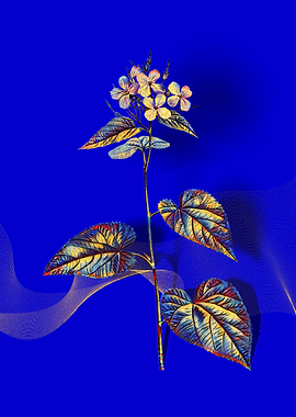 Prismatic Morning Glory