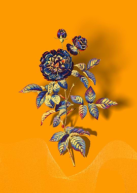 Prismatic 100 Leaved Rose