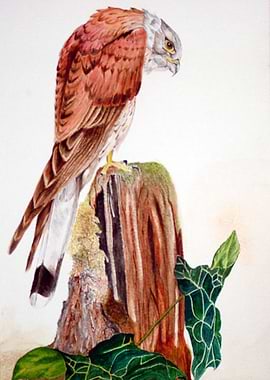 Kestrel