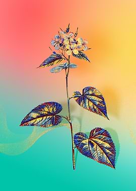 Prismatic Morning Glory