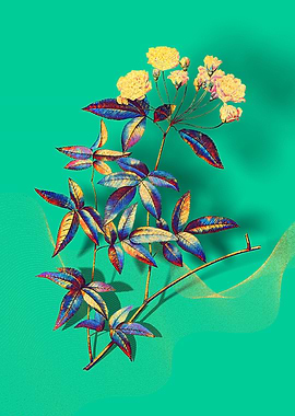 Prismatic Lady Banks Rose