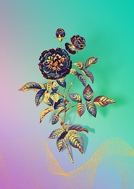 Prismatic 100 Leaved Rose