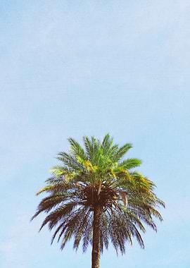 Palm Tree