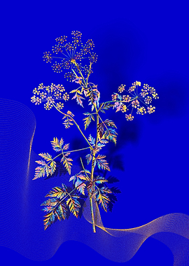 Prismatic Hemlock Flowers