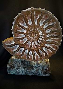 Ammonite