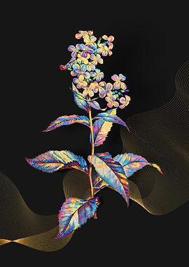 Prismatic Gillyflower