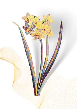 Prismatic Narcissus Flower