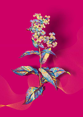 Prismatic Gillyflower