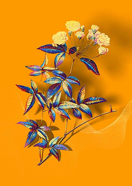 Prismatic Lady Banks Rose