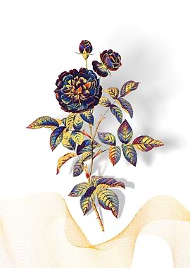 Prismatic 100 Leaved Rose